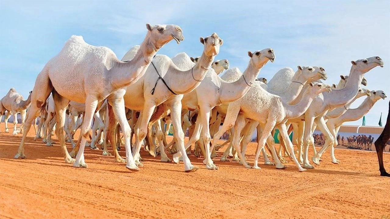 نقل الابل والجمال - نقل الابل في المملكة العربية السعودية