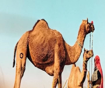 نقل الإبل في السعودية