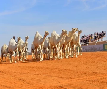 خدمة نقل الإبل في السعودية - دينا ابل