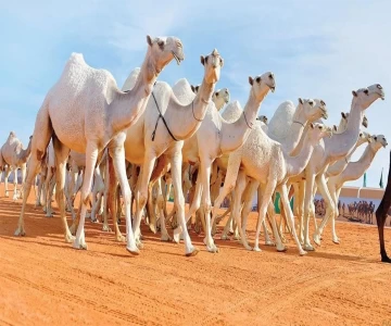 نقل الابل والجمال - نقل الابل في المملكة العربية السعودية